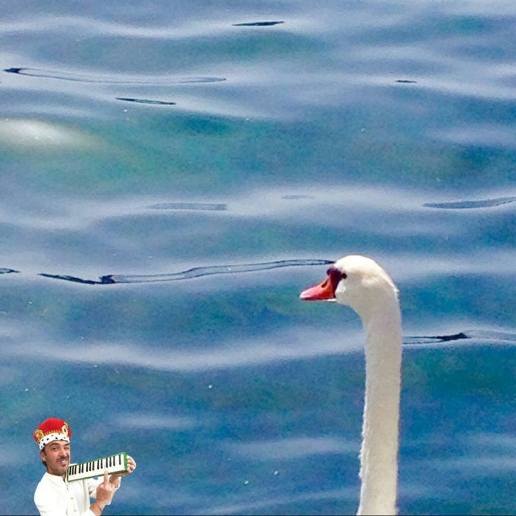 Hi Swan.jpg